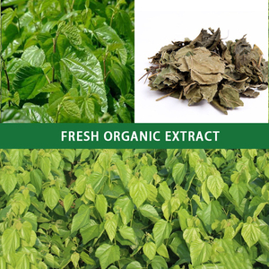 HONGDA 1% 5% 15% DNJ Chiết Xuất Từ Lá Dâu Tằm Trắng - Product Image 3