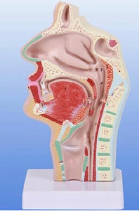 Hoogwaardig Pvc Medisch Anatomisch <span class=keywords><strong>Model</strong></span> Van Vrouwelijk Voortplantingssysteem Natuurlijke Grootte Levenskleur <span class=keywords><strong>Vagina</strong></span> Voor Schoolonderwijs - Product Image 5