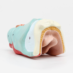 GelsonLab HSBM-246 Alta Qualidade PVC Laríngeo Modelo Anatômico Modelo Laríngeo - Product Image 5