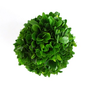 Conserve di piante di arte della parete di plastica di <span class=keywords><strong>cipresso</strong></span> albero bonsai secco liofilizzato in vendita - Product Image 4