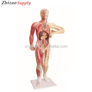 Tutto il corpo del vaso sanguigno del sistema circolatorio umano modello - Product Image 1