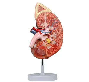 3D Plastic Kidney with Adrenal Gland Structure Anatomy Model 1 Part