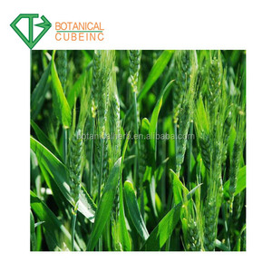 Hot sale extract seedlings of wheat, wheat seedling extract powder, wheat seedlings PE. - Product Image 6