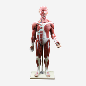 GelsonLab HSBM-150 मानव पेशी शरीर रचना विज्ञान मॉडल मानव पुरुष पेशी मॉडल - Product Image 4