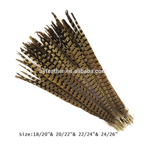 <span class=keywords><strong>Venta</strong></span> al por mayor 4-26 ''Natural barato <span class=keywords><strong>de</strong></span> Ringneck faisán plumas <span class=keywords><strong>de</strong></span> la cola Festival <span class=keywords><strong>de</strong></span> la decoración <span class=keywords><strong>de</strong></span> calidad superior - Product Image 2