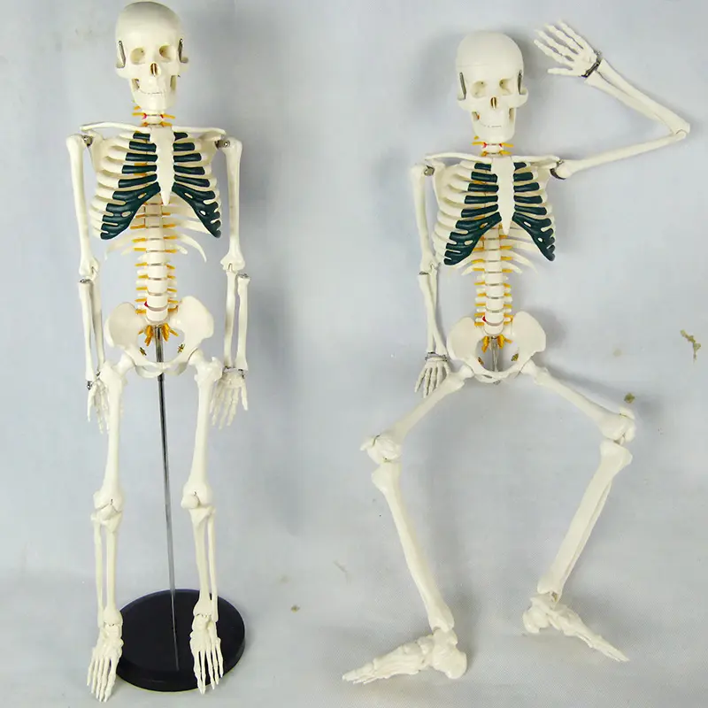85CM Human Skeleton Model Demonstrates Green Sternum with Lumbar Disc Herniation