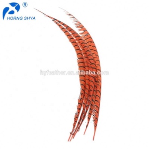 Chine Fabricant Exportateur Haute Qualité Dame Amherst Plumes de Queue de Faisan - Product Image 5