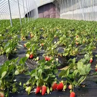 Hydro po nisches Gewächshaus für Erdbeer-und Tomaten samen