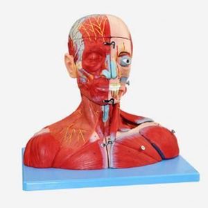 GELSONLAB HSBM-166 humanos <span class=keywords><strong>de</strong></span> <span class=keywords><strong>la</strong></span> <span class=keywords><strong>cabeza</strong></span> <span class=keywords><strong>y</strong></span> el <span class=keywords><strong>cuello</strong></span> <span class=keywords><strong>de</strong></span> <span class=keywords><strong>la</strong></span> musculatura modelo - Product Image 1