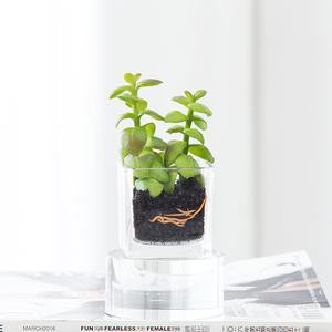 Venta al por mayor decoración de casa de vidrio pequeño regalo hierba <span class=keywords><strong>plantas</strong></span> flor tulipán Artificial - Product Image 5