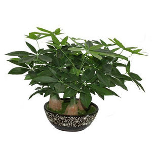 Nuovo Stile di Bonsai Artificiale Castagno di Malabar / Albero dei Soldi Finto per Decorazione - Product Image 4