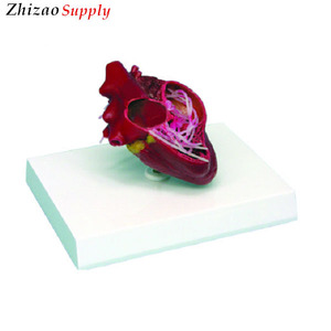 La enseñanza médica canino del parásito del corazón modelo anatómico - Product Image 1