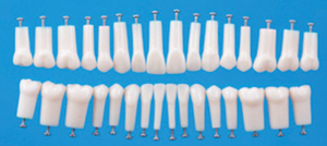 Standaard Maat Educatief Dental Anatomie Typodont <span class=keywords><strong>Model</strong></span> Met 28 Verwisselbare Tanden - Product Image 6