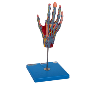 GD/A11307 músculos de la mano con vasos y <span class=keywords><strong>nervios</strong></span> principales (modelo anatómico) - Product Image 2