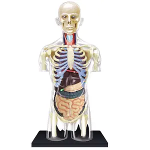 Modelo muscular anatomia humana modelo de anatomia do corpo humano Plástico