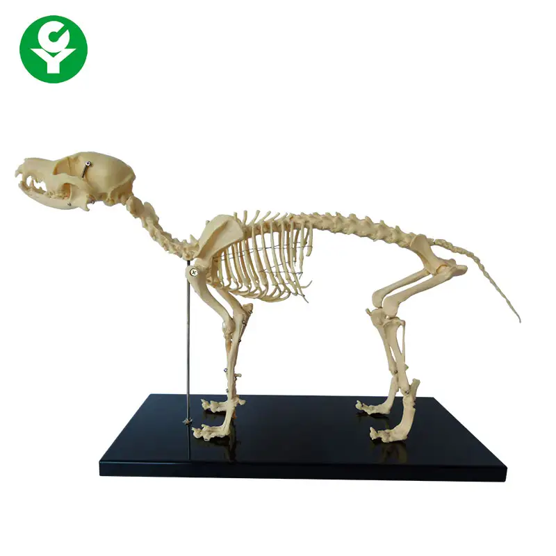 Human Biology Teaching Animal Dog Canine Skeleton Model