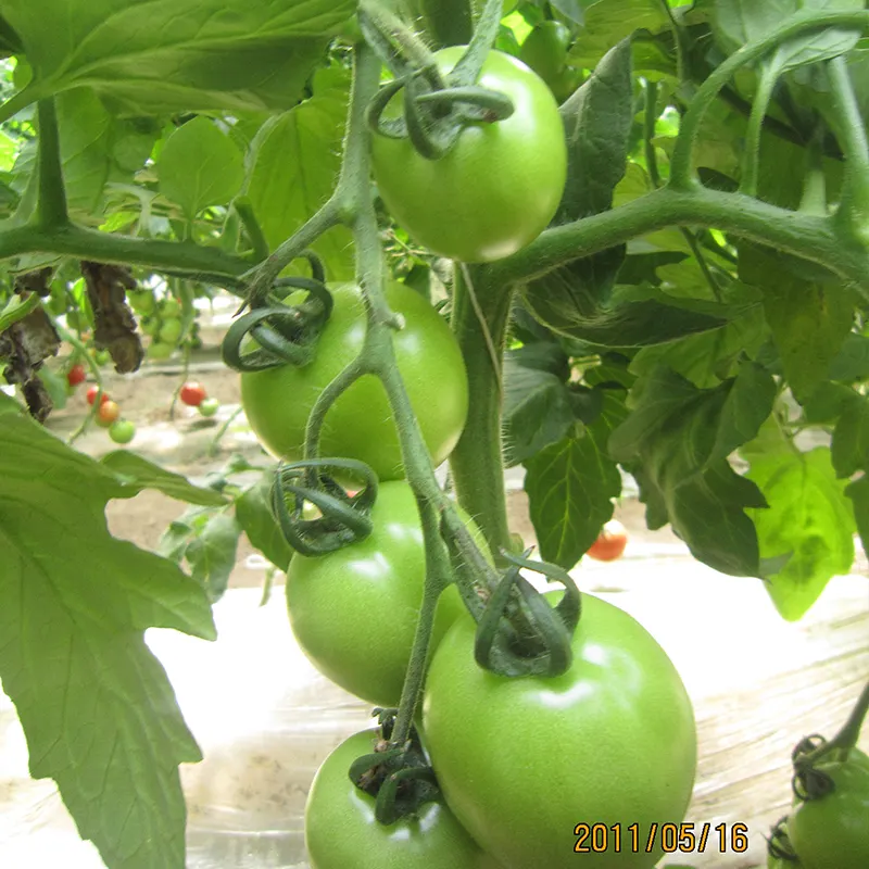 Определенная красная обработка семян томатов Napu10