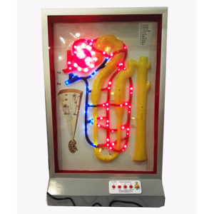 GelsonLab HSEM-004 eléctrico urinario formación modelo urinario camino modelo - Product Image 6