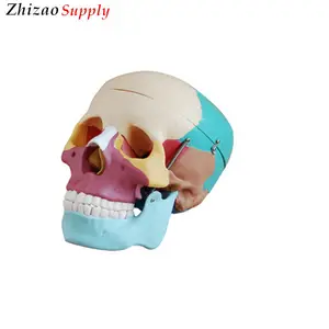 La vida humana-Tamaño del cráneo de color huesos modelo anatómico modelo de cráneo