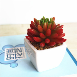 Mini Naturale Reale Decorativa Artificiale Piante Succulente - Product Image 5