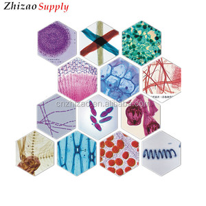 100 unids histología diapositivas <span class=keywords><strong>para</strong></span> la estudio docencia biología médica microscopio histología preparado diapositivas - Product Image 1