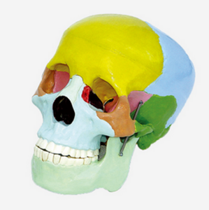 GelsonLab-modelo de cráneo humano, HSBM-064 de alta calidad, con colores musculares - Product Image 1