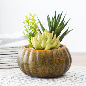 Commercio all'ingrosso decorativo personalizzato <span class=keywords><strong>Zucca</strong></span> in vaso falso succulente <span class=keywords><strong>pianta</strong></span> artificiale per la decorazione domestica - Product Image 6