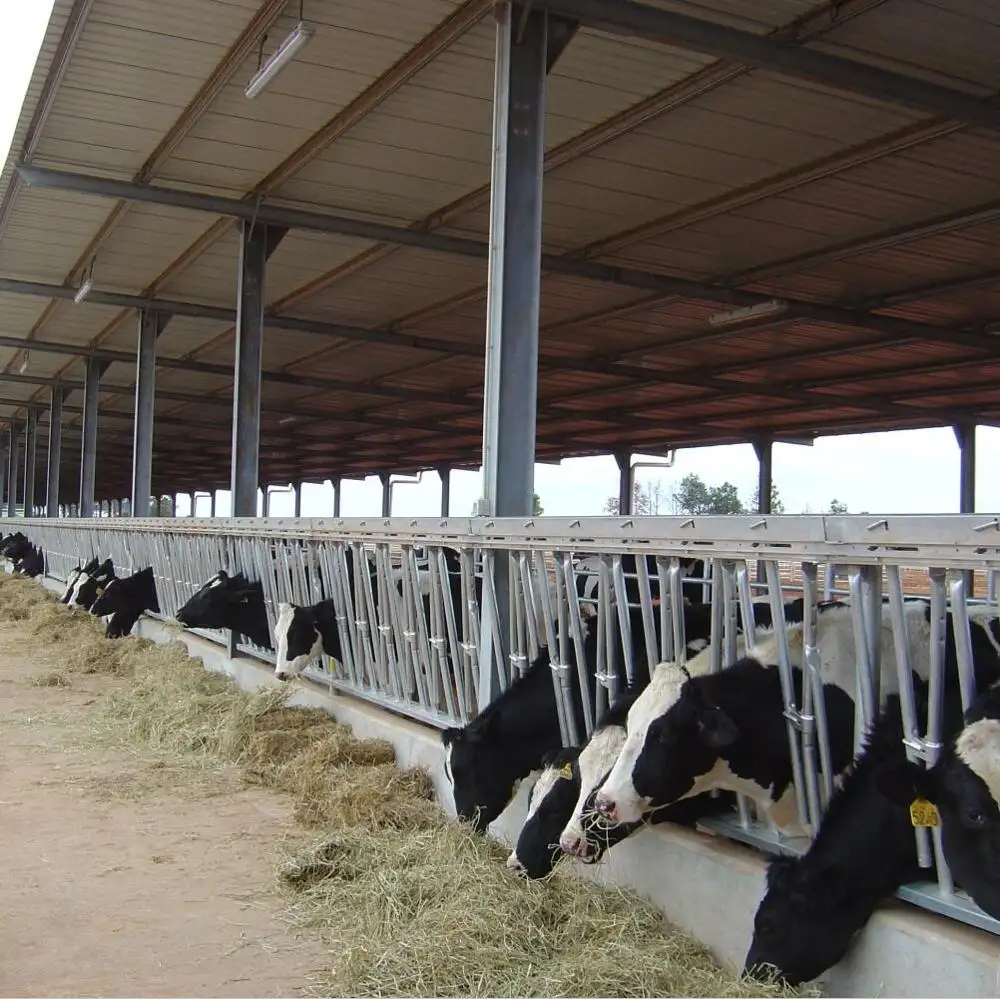 Dairy farm capannone pollame casa bestiame pannelli capra capannone con il prezzo basso