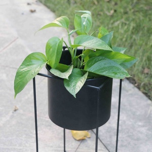 Primavera negro mate decoración del jardín <span class=keywords><strong>de</strong></span> <span class=keywords><strong>la</strong></span> siembra <span class=keywords><strong>de</strong></span> plántulas <span class=keywords><strong>de</strong></span> metal <span class=keywords><strong>de</strong></span> hierro planta pote <span class=keywords><strong>de</strong></span> flor - Product Image 3