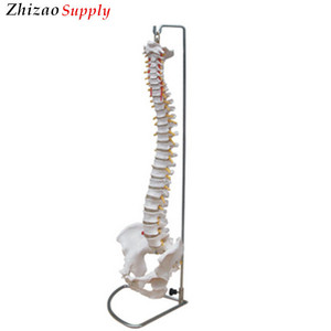 Presupuesto de 2017 humanos <span class=keywords><strong>esqueleto</strong></span> PVC modelo natural <span class=keywords><strong>columna</strong></span> vertebral humana humano modelo de <span class=keywords><strong>esqueleto</strong></span> - Product Image 1