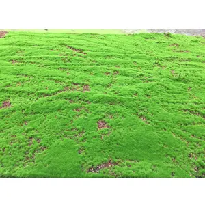 בסיטונאות מלאכותי דשא מחצלת אקווריום-פנים קיר קישוט מלאכותי מוס קיר אמנות, כבול מחצלת טבעי, אקווריום מוס
