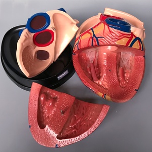 3D Anatomisi İnsan Kalbi Modeli Tıbbi PVC Anatomik Jumbo Manken Organ Modeli - Product Image 6