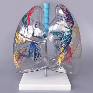Kelas memperhatikan model segmen paru-paru transparan anatomi manusia kustom presisi tinggi untuk pengajaran medis