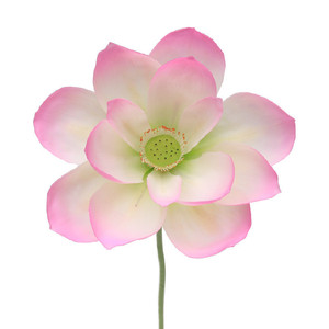 <span class=keywords><strong>Di</strong></span> alta qualità <span class=keywords><strong>di</strong></span> plastica artificiale <span class=keywords><strong>fiore</strong></span> <span class=keywords><strong>di</strong></span> loto giglio <span class=keywords><strong>di</strong></span> acqua per il giardino e decorazione della casa del <span class=keywords><strong>fiore</strong></span> - Product Image 1