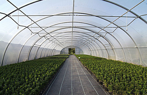 Invernadero de un solo túnel de policarbonato, invernadero avanzado de túnel para verduras caseras - Product Image 6
