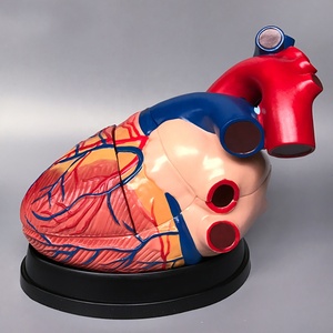 3D Anatomisi İnsan Kalbi Modeli Tıbbi PVC Anatomik Jumbo Manken Organ Modeli - Product Image 5