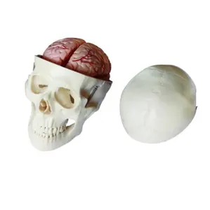 GELSONLAB HSBM-062A Adult 1:1 Medical Anatomical Human Skull Model with 8 Parts Brain