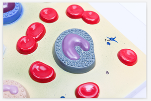 GelsonLab HSBM-236 고품질 의료 혈액 세포 모델 해부 혈액 세포 모델 - Product Image 2