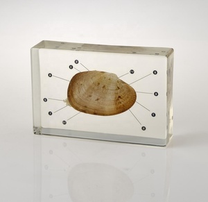 Động vật và cây mẫu giảng dạy Tài Nguyên sinh vật biển pha lê nhúng mẫu - Product Image 3