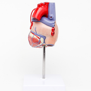 GelsonLab HSBM-212 a grandezza naturale 2 parti di Modello Umano Del Cuore Medico delle materie plastiche modelli di cuore modello Umano Del Cuore con I vasi sanguigni - Product Image 3