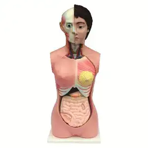 Gelsonlab HSBM-014 İnsan Kadın torso modeli 13 parça