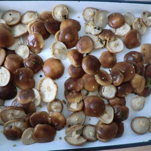 China <strong>canned</strong> <strong>shiitake</strong> (tinned) <strong>mushroom</strong> <strong>shiitake</strong> wholes fresh <strong>shiitake</strong> nameko mikado or on buyer's option support oem - Product Image 4
