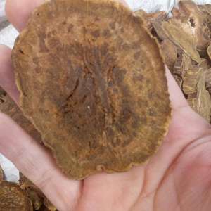 Raw seca rhubarb indiana radix polegar revat chinni darmera pelata raízes para chá - Product Image 4