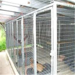 Rechercher les fabricants des Chine Pigeon produits de qualité