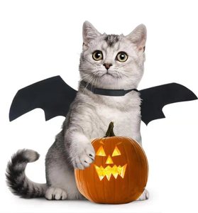 도매 할로윈 Funny Pet 배트 Wings 대 한 개 Cat 배트 마치 남자들 한복 옷 - Product Image 2