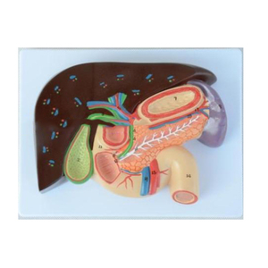 Plastische Lehr anatomie des viszeralen Pankreas-, Milz-, Leber-und Gallenblase modells