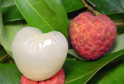 SEASONAL CHINESE FRESH LYCHEE/Sinolychee group Litchi/China lychee