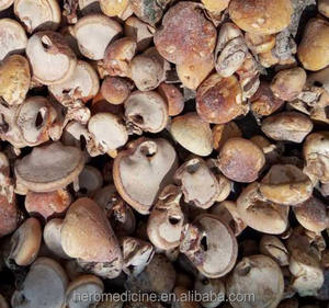 Cryptoporus Volvatus, champignon séché entier, en vrac, sauvage, voilé - Product Image 2