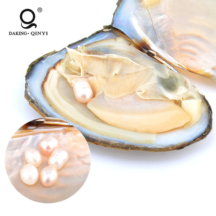 Naturel Eau Salée Oyster d'eau douce forme ronde perles en coquille d'huître