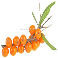 Hoogwaardige GMP Natuurlijke Duindoornvruchtolie Vitamine-Aktieve Voedingskwaliteit Vloeibare Vacuüm & Trommelverpakte 100% Natuurlijke Zaadolie